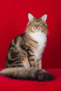 angtini maine coon cats woody